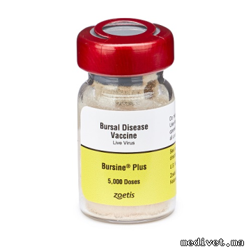 BURSINE PLUS