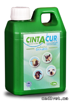 CINTACUR
