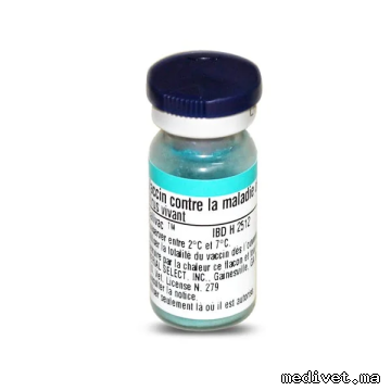 GALLIVAC IBD H