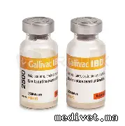 GALLIVAC IBD