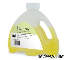 HALOCUR