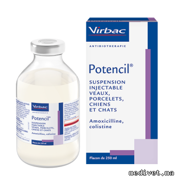 Potencil D